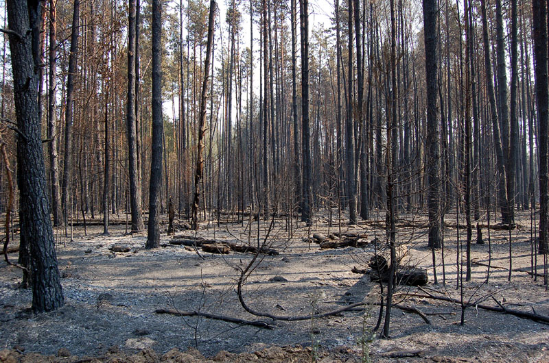 Фото предоставлено Т.Б.Рубцовой. Мертвый лес в окрестностях Елатьмы, 2010 г.