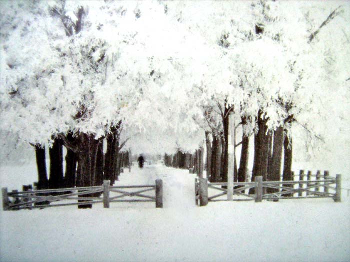 Елатьма. Бульвар зимой. Фото конца XIX - начала XX века.